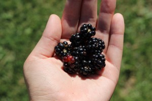 blackberries-1059777_1920