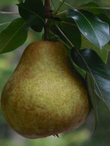 pear-927693_1920